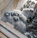 Vogelbabys (Buchholz, Nordhausen)
