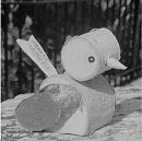 V&ouml;gel in Ilfeld (Privat)