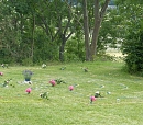 bunte Johanniswiese (Norbert Patzelt)