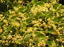 Linden (Frauenberg)