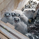 Vogelbabys (Foto: Buchholz, Nordhausen)