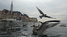 Hafen in Rovinj (Foto: Herzschlag)