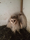 Schleiereulenfamilie im Kirchturm Großwechsungen (Foto: Jochen Lenz)