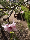 Mandelbaum im Bibelgarten (Foto: N.Flämig)