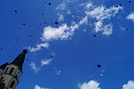 So blau wie der Himmel am Sonntag war, die kleinen blauen Tupfen waren dennoch gut zu sehen (Foto: M. Schwarze)