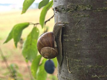 Schnecke (Foto: privat)