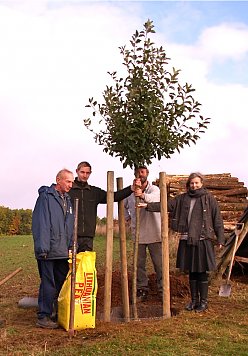 Apfelbaum Steinsee (Foto: Wegner)