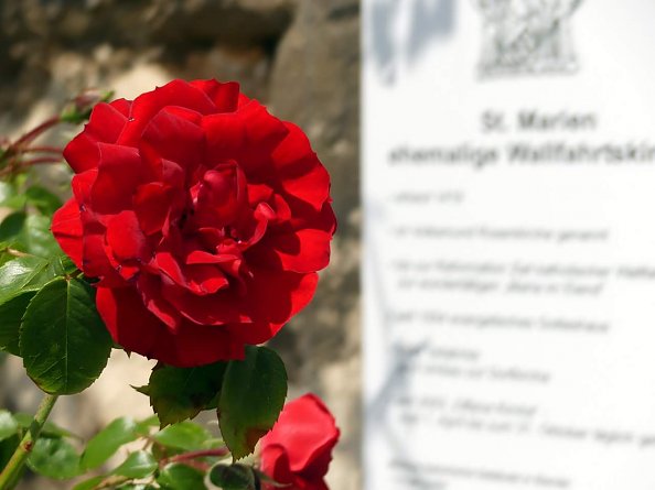 St. Marien-Kirche zu Elende  (Foto: Regina Englert)