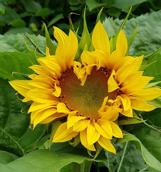 Sommer (Foto: Regina Englert)