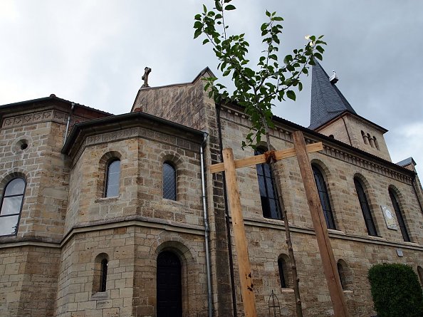 Lutherbaum im Kirchgarten (Foto: R. Englert)