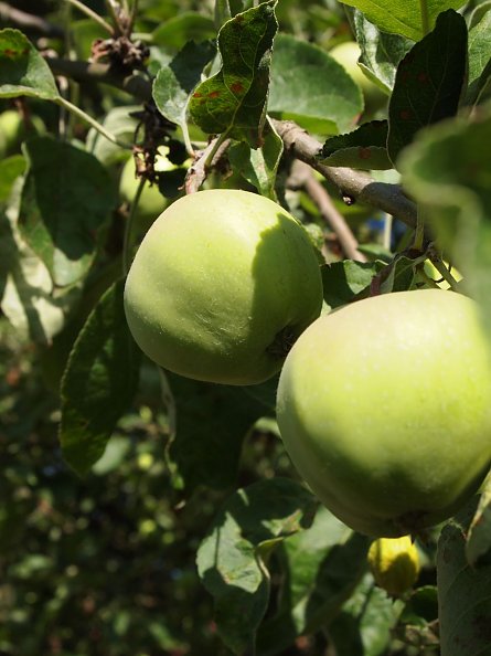 Dies ist leider kein Gravensteinerapfel ;-) (Foto: R. Englert)